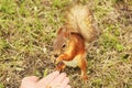 Sciurus. Rodent. The squirrel eats nuts from a hand. Beautiful red squirrel in the park Royalty Free Stock Photo