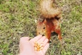 Sciurus. Rodent. The squirrel eats nuts from a hand. Beautiful red squirrel in the park Royalty Free Stock Photo