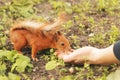 Sciurus. Rodent. The squirrel eats nuts from the hand. Beautiful red squirrel in the park Royalty Free Stock Photo