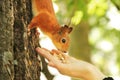 Sciurus. Rodent. The squirrel eats nuts from a hand. Beautiful red squirrel in the park Royalty Free Stock Photo