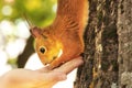 Sciurus. Rodent. The squirrel eats nuts from a hand. Beautiful red squirrel in the park Royalty Free Stock Photo