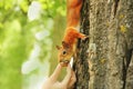 Sciurus. Rodent. The squirrel eats nuts from a hand. Beautiful red squirrel in the park Royalty Free Stock Photo