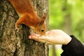 Sciurus. Rodent. The squirrel eats nuts from a hand. Beautiful red squirrel in the park Royalty Free Stock Photo