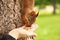 Sciurus. Rodent. The squirrel eats nuts from a hand. Beautiful red squirrel in the park Royalty Free Stock Photo