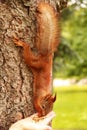 Sciurus. Rodent. The squirrel eats nuts from a hand. Beautiful red squirrel in the park Royalty Free Stock Photo