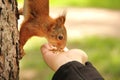 Sciurus. Rodent. The squirrel eats nuts from a hand. Beautiful red squirrel in the park Royalty Free Stock Photo