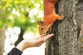 Sciurus. Rodent. The squirrel eats nuts from a hand. Beautiful red squirrel in the park Royalty Free Stock Photo