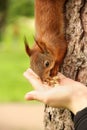 Sciurus. Rodent. The squirrel eats nuts from a hand. Beautiful red squirrel in the park Royalty Free Stock Photo