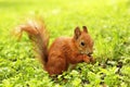 Sciurus. Rodent. The squirrel sits on the grass and eats. Beautiful red squirrel in the park Royalty Free Stock Photo