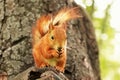 Sciurus. Rodent. The squirrel sits on a tree and eats. Beautiful red squirrel in the park Royalty Free Stock Photo