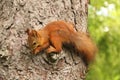 Sciurus. Rodent. The squirrel sits on a tree and eats. Beautiful red squirrel in the park Royalty Free Stock Photo