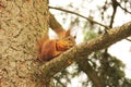 Sciurus. Rodent. The squirrel sits on a tree and eats. Beautiful red squirrel in the park Royalty Free Stock Photo