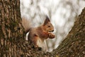 Sciurus. Rodent. A squirrel sits on a tree and eats a nut. Beautiful squirrel in the park Royalty Free Stock Photo