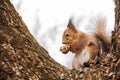 Sciurus. Rodent. A squirrel sits on a tree and eats a nut. Beautiful squirrel in the park Royalty Free Stock Photo