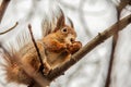 Sciurus. Rodent. A squirrel sits on a tree and eats a nut. Beautiful squirrel in the park Royalty Free Stock Photo