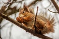 Sciurus. Rodent. A squirrel sits on a tree and eats a nut. Beautiful squirrel in the park Royalty Free Stock Photo