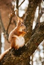 Sciurus. Rodent. A squirrel sits on a tree and eats a nut. Beautiful squirrel in the park Royalty Free Stock Photo