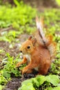 Sciurus. Rodent. A squirrel is sitting on the grass. Beautiful red squirrel in the park Royalty Free Stock Photo