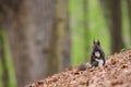Sciurus vulgaris cute european squirrel (black form) in the forrest in Czech republic.