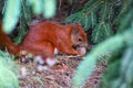 Sciurus vulgaris. Eurasian red squirrel eating a hazelnut. Royalty Free Stock Photo