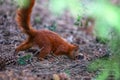 Sciurus vulgaris. Eurasian red squirrel eating a hazelnut. Royalty Free Stock Photo