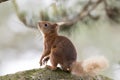 Sciurus vulgaris, red squirrel body and face portraits Royalty Free Stock Photo