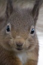 Sciurus vulgaris, red squirrel body and face portraits Royalty Free Stock Photo