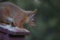 Sciurus vulgaris, red squirrel body and face portraits Royalty Free Stock Photo