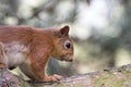Sciurus vulgaris, red squirrel body and face portraits Royalty Free Stock Photo