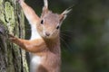 Sciurus vulgaris, red squirrel body and face portraits Royalty Free Stock Photo