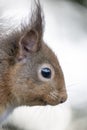 Sciurus vulgaris, red squirrel body and face portraits Royalty Free Stock Photo