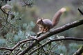 Sciurus vulgaris, red squirrel body and face portraits Royalty Free Stock Photo