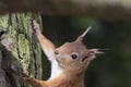 Sciurus vulgaris, red squirrel body and face portraits Royalty Free Stock Photo