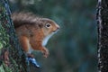 Sciurus vulgaris, red squirrel body and face portraits Royalty Free Stock Photo