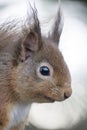 Sciurus vulgaris, red squirrel body and face portraits Royalty Free Stock Photo