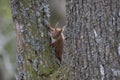 Sciurus vulgaris, red squirrel body and face portraits Royalty Free Stock Photo