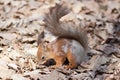 Sciurus vulgaris, Red Squirrel.