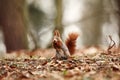 Sciurus vulgaris. The squirrel was photographed in the Czech Republic. Royalty Free Stock Photo