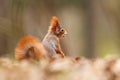 Sciurus vulgaris. The squirrel was photographed in the Czech Republic. Royalty Free Stock Photo