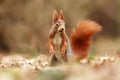 Sciurus vulgaris. The squirrel was photographed in the Czech Republic. Royalty Free Stock Photo
