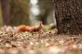 Sciurus vulgaris. The squirrel was photographed in the Czech Republic. Royalty Free Stock Photo