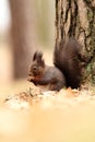 Sciurus vulgaris. The squirrel was photographed in the Czech Republic. Royalty Free Stock Photo