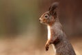 Sciurus vulgaris. The squirrel was photographed in the Czech Republic. Royalty Free Stock Photo