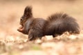 Sciurus vulgaris. The squirrel was photographed in the Czech Republic. Royalty Free Stock Photo