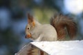 Sciurus vulgaris. In winter the red squirrel eats nuts on the roof of the feeder Royalty Free Stock Photo