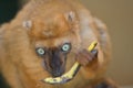 Sclater's Black Lemur Royalty Free Stock Photo