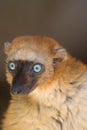 Sclater's Black Lemur Royalty Free Stock Photo