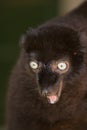 Sclater's Black Lemur