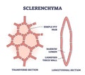 Sclerenchyma as ground or fundimental plant tissue type outline diagram