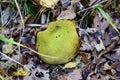 Scleroderma areolatum, Leopard Earthball fungus int he forrest